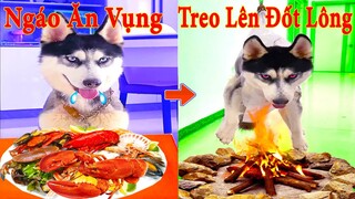 Thú Cưng TV | Ngáo và Đầu Moi #7 | chó thông minh vui nhộn | funny Pets cute smart dog