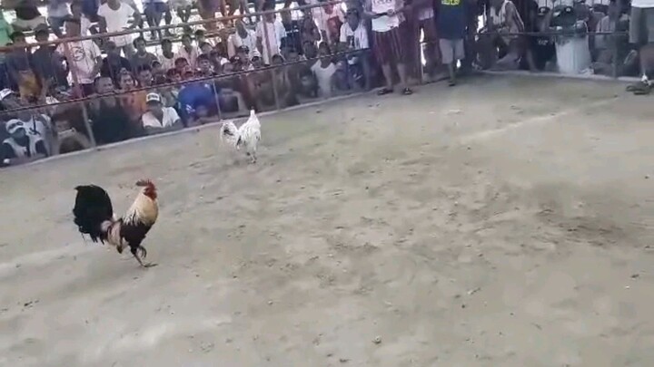 RJJ maldito