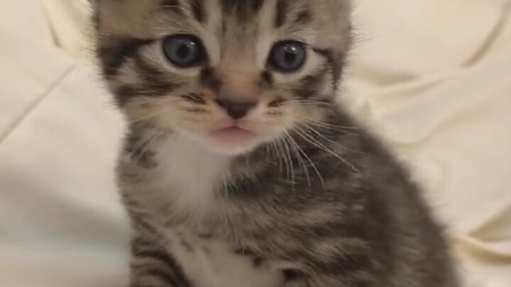 Both sides thought they had found the mother of the little kitten they’d tied up!