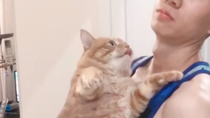 Seekor kucing oranye yang harus membalas ciuman setelah dicium Budak kucing yang menjilati ini merup