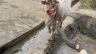 来嘛来嘛