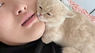 Definitely don't blindly get a cat！！！！！！