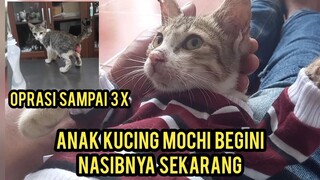 Masya Allah Ini Kondisi Anak Kucing Jalanan Yang Sakit Prolaps Sekarang Sudah Sembuh Oprasi 3 kali