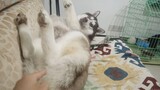 Chuyện gì sẽ xảy ra nếu chọc vào mông Husky khi nó không chú ý?