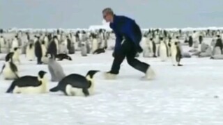 Teach you how to catch emperor penguin babies!