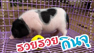 เช้านี้กับน้องรวย/Miniature pig/ Pot bellied pig🥰🐷