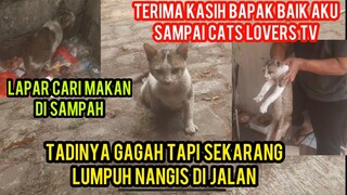 Allahu Akbar Kucing Liar Merangkak Minta Tolong karena Kecelakaan Di Jalan Endingnya Sedih Banget .!