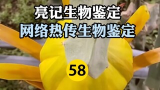 Identifikasi Biologis yang Viral di Internet Episode ke-58