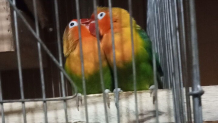 our lovely birds so sweet