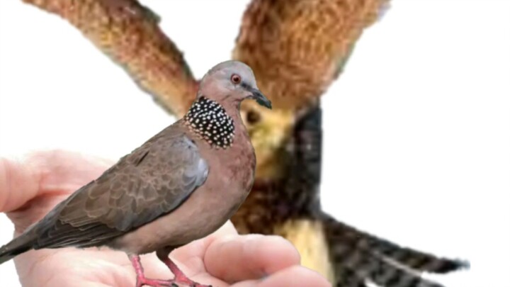 Chim ưng đang tiến về phía bạn và gửi tặng một chú chim bồ câu nhỏ.