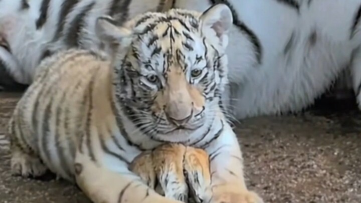 Little Tiger: Mommy’s paws are my pillow—no way I’m letting go, huff!