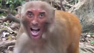 Penjara   Musang