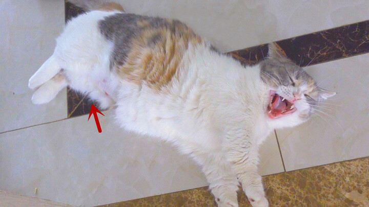 【Animal Circle】My man did not leave my cat since she got pregnant