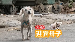 [Lao Feng Yang] Sekuel menyambut ibu dan anak anjing di ruang sampah telah hadir!