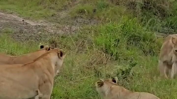 lion