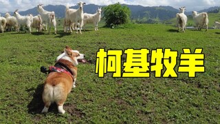 柯基第一次见到羊群就会牧羊，基因觉醒了！