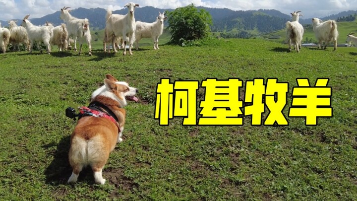 柯基第一次见到羊群就会牧羊，基因觉醒了！