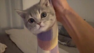 A cat bug