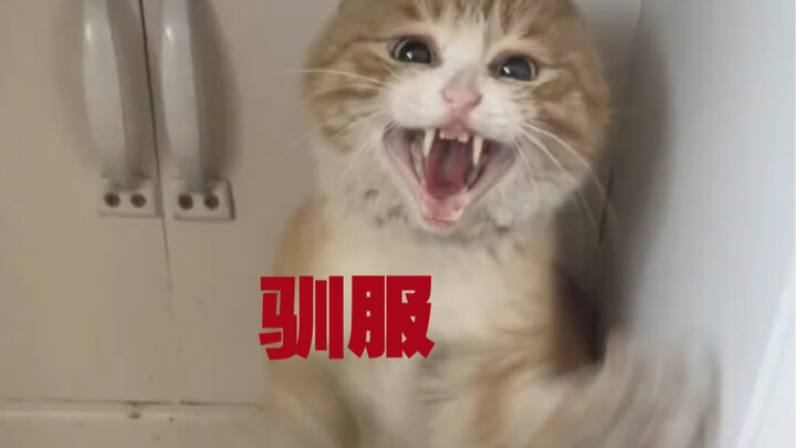 Bisa dibilang aku berhasil menjinakkannya, sih.