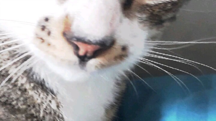 kucingku dulu vs sekarang