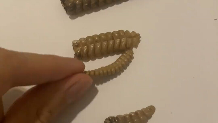 “Even without its tail, a rattlesnake can still rattle.”