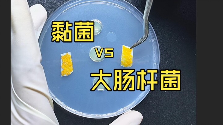 Can slime molds eat E. coli? There’s a bit of a twist at the end, but the slime mold doesn’t lose.
