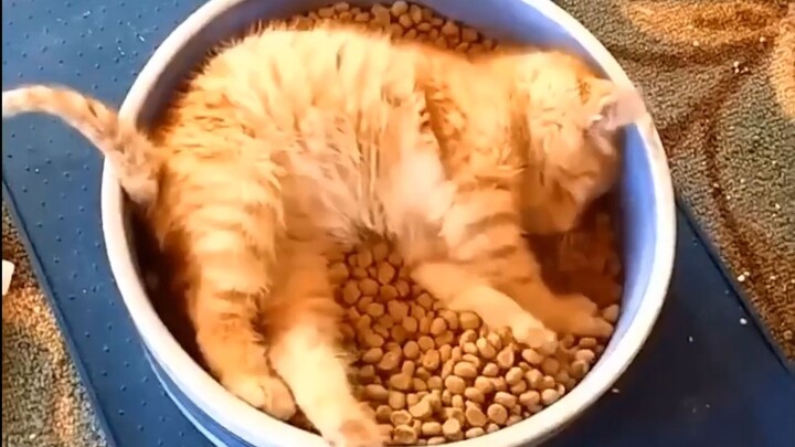 قطة الأكل السريع: طالما أنني أأكل بسرعة كافية، فالجوع لن يتمكن من اللحاق بي!