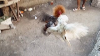 Mar 2 2025 Sinibalang vs Bulik