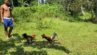 Red kelso vs Mclean hatch na bulag. Spar day backyard farm