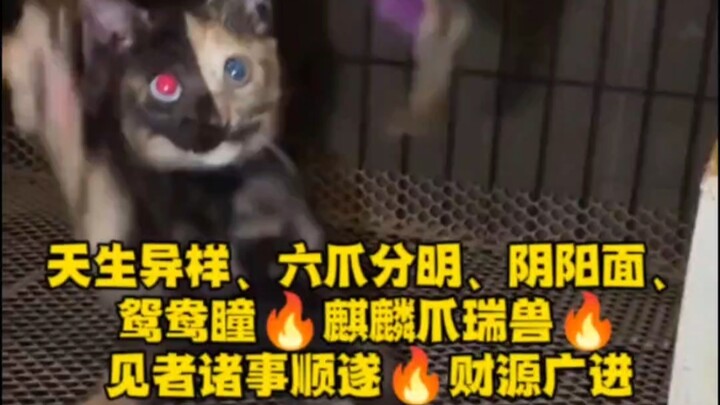 “This Kitten’s a Little Tough!” Naturally unique: six clear claws, a yin-yang face, heterochromatic 