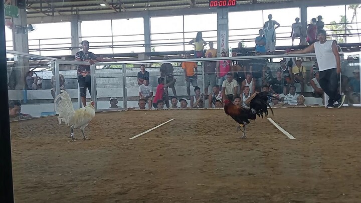 kinapos sa swerte isang ganti lang sayang #sabong