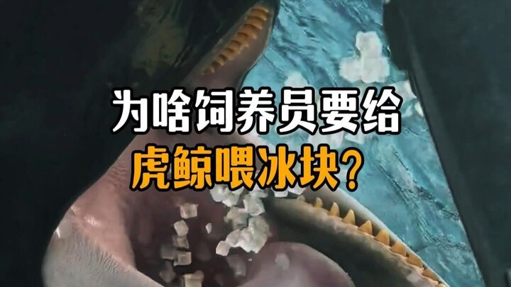 Why do keepers feed ice cubes to orcas?