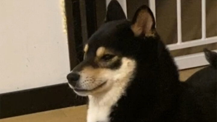Blind Date Chronicles 2: The Growling Heavenly Dog Teaches You How to Pick Up Girls