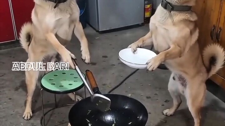 dog funny video ( EP 1 )