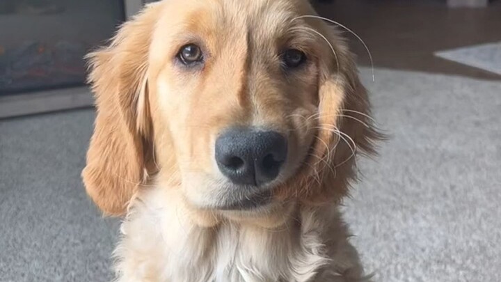 Chú chó Golden có thể với tới tai của chính mình