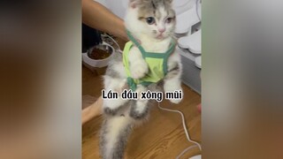 Sáng vẫn lé nha 😂😂😂 mèo cat