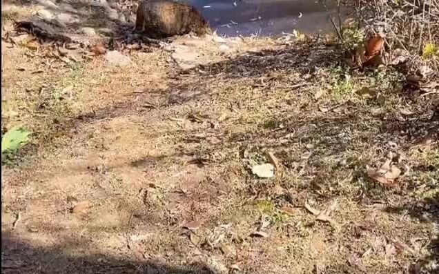 A kitten nearly 10 degrees below zero has no water to drink and can only lick ice 😭 In the end, it l