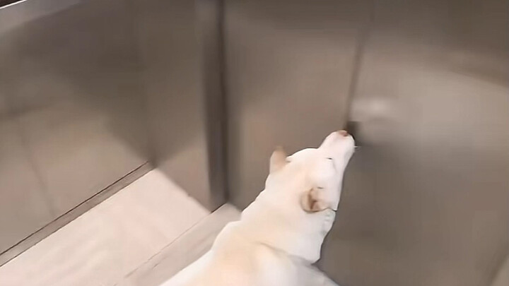 Doggy: Thanks a lot—you’re such a good person; next time I’ll treat you to some poop.
