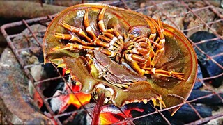 Horse Shoes Crab Eggs  seafood かぶとがに