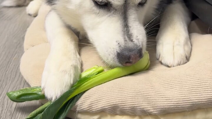 ผักคะน้าเล็ก