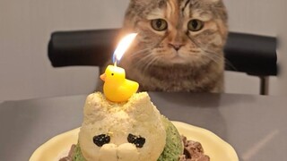 Saya sudah menjadi kucing selama 7 tahun!