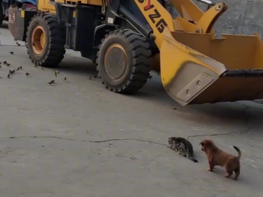 Từ khi hai đứa làm bạn, mèo con làm gì cũng trục trặc.