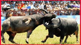 Carabao Fight Same Loss Both Dead.