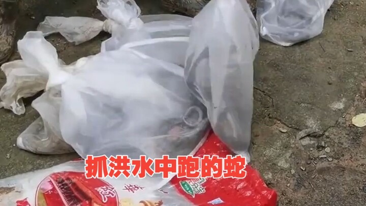 The teacher has once again gone to Heng County to catch snakes that escaped during the flood.