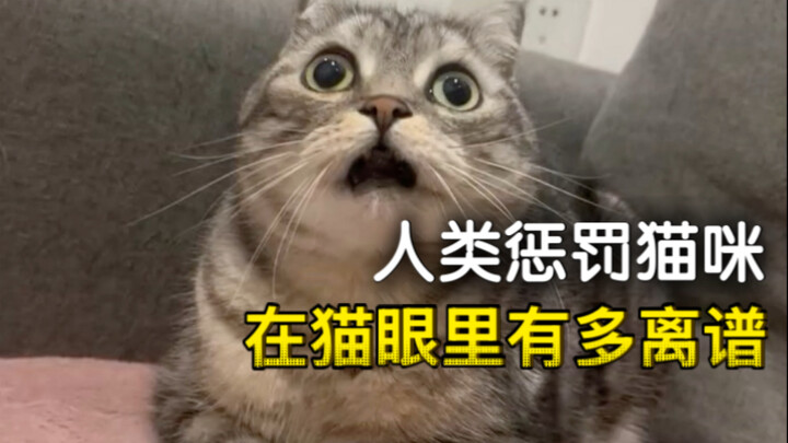 มนุษย์ลงโทษแมว ในสายตาของแมวมันฟังดูเพี้ยนแค่ไหน!