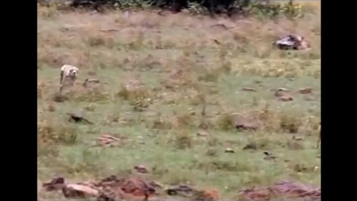 Cheetah Hunting Full Speed