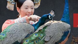Sembilan hewan peliharaan di Kota Terlarang: Merak Gao Xiyue benar-benar berharga, dan hewan pelihar