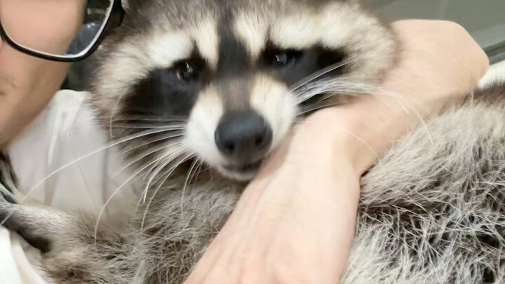 This is my ultimate pet crush—are you crushing on one too? #crush #RaccoonCub #DouyinCutePetDebutPla