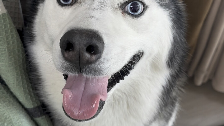 Kalau mau pelihara husky, ya pelihara aja—sekali pelihara langsung nggak ngomong apa-apa!