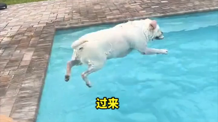The pup refuses to leave the pool, endlessly tugging and wrestling with its owner—through the screen